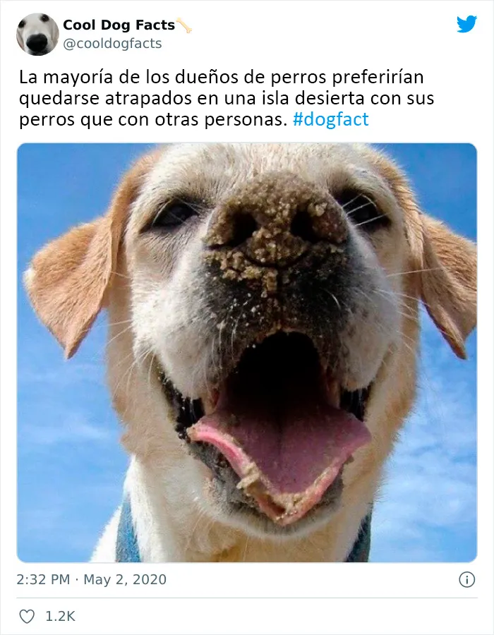 25 Tuits que demuestran que los perros son realmente los mejores amigos del hombre, compartidos por esta cuenta de Twitter