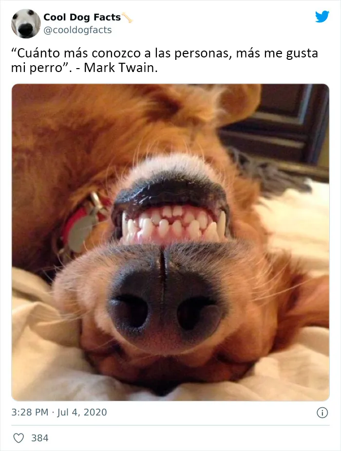 25 Tuits que demuestran que los perros son realmente los mejores amigos del hombre, compartidos por esta cuenta de Twitter