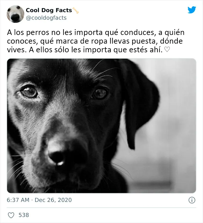 25 Tuits que demuestran que los perros son realmente los mejores amigos del hombre, compartidos por esta cuenta de Twitter