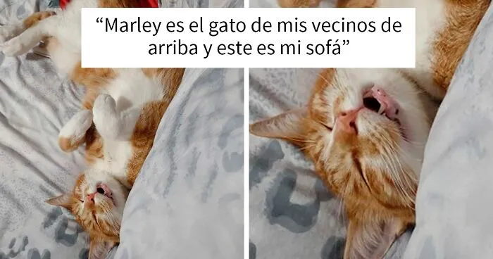 25 Divertidos momentos “Esta es mi casa, pero ese no es mi gato” que dejaron a los humanos totalmente confundidos (Nuevas fotos)