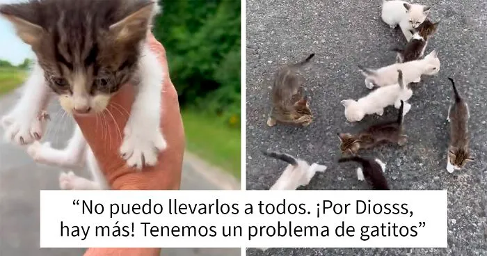 Este hombre fue “emboscado” por gatitos al detenerse para rescatar a uno de ellos
