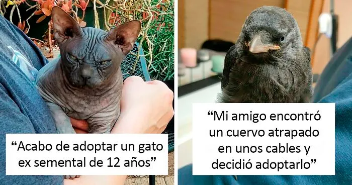 40 Fotos de mascotas rescatadas el pasado mes de mayo que te harán sonreír