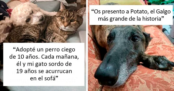 40 Fotos reconfortantes de mascotas rescatadas este mes de junio para sanar tu alma