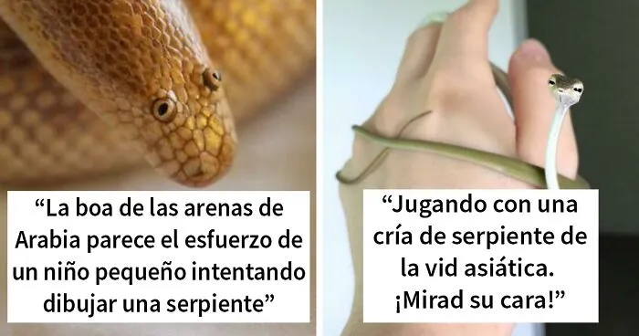 30 Serpientes tan adorables que son imposibles de ignorar