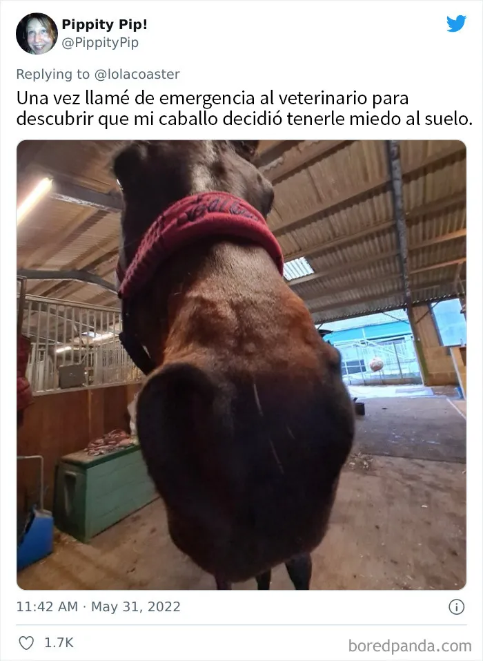 20 Dueños comparten la razón más ridícula por la que tuvieron que llevar a su mascota al veterinario