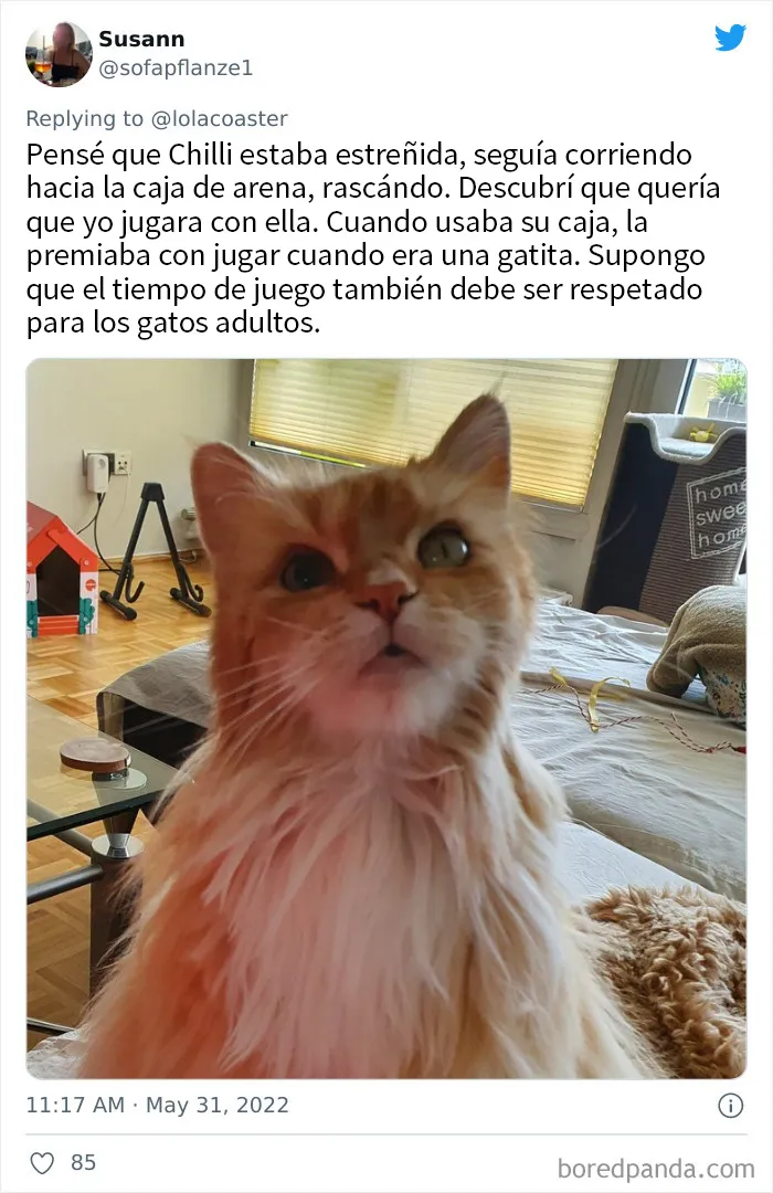 20 Dueños comparten la razón más ridícula por la que tuvieron que llevar a su mascota al veterinario