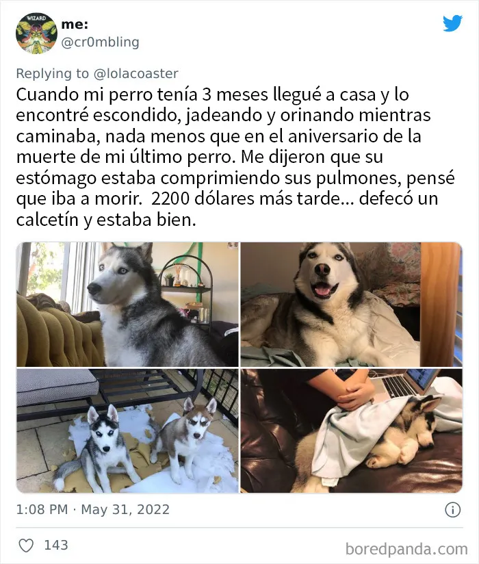 20 Dueños comparten la razón más ridícula por la que tuvieron que llevar a su mascota al veterinario