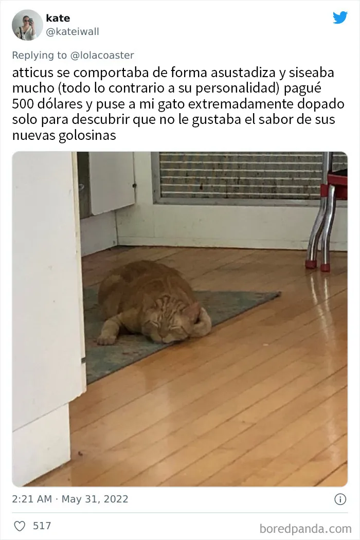 20 Dueños comparten la razón más ridícula por la que tuvieron que llevar a su mascota al veterinario