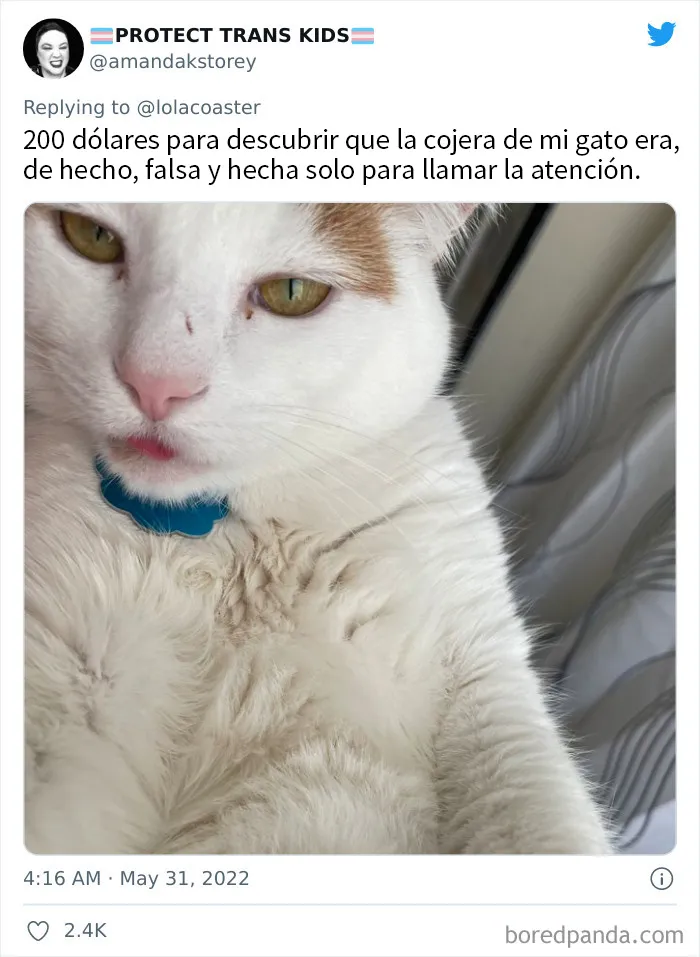 20 Dueños comparten la razón más ridícula por la que tuvieron que llevar a su mascota al veterinario