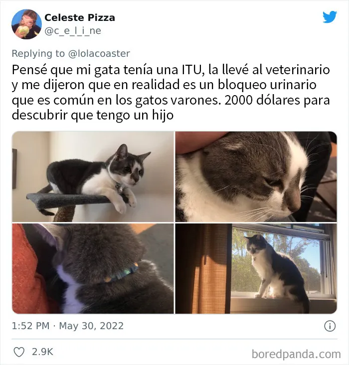 20 Dueños comparten la razón más ridícula por la que tuvieron que llevar a su mascota al veterinario