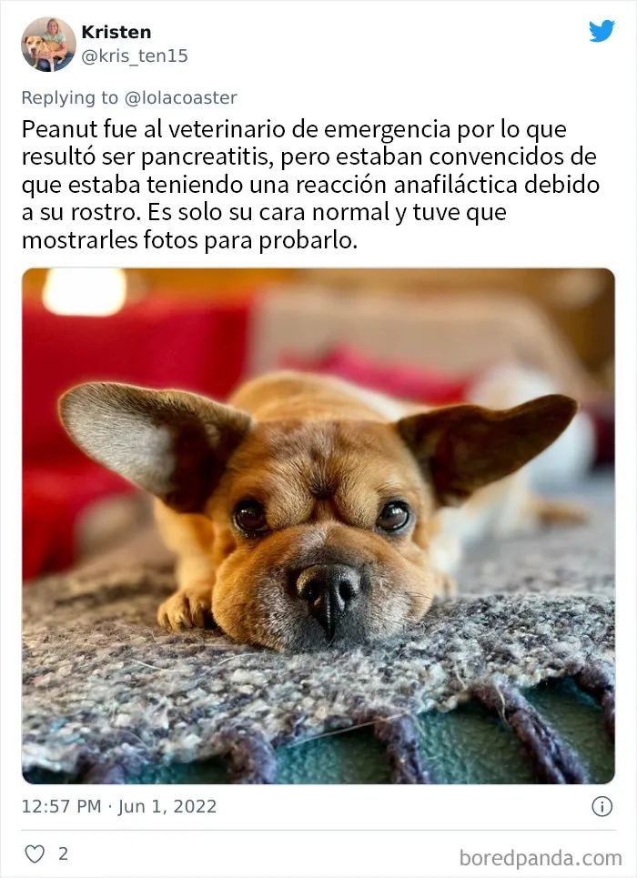20 Dueños comparten la razón más ridícula por la que tuvieron que llevar a su mascota al veterinario