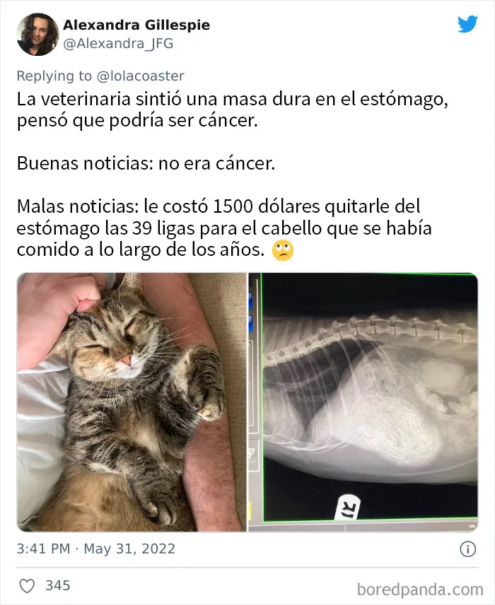 20 Dueños comparten la razón más ridícula por la que tuvieron que llevar a su mascota al veterinario