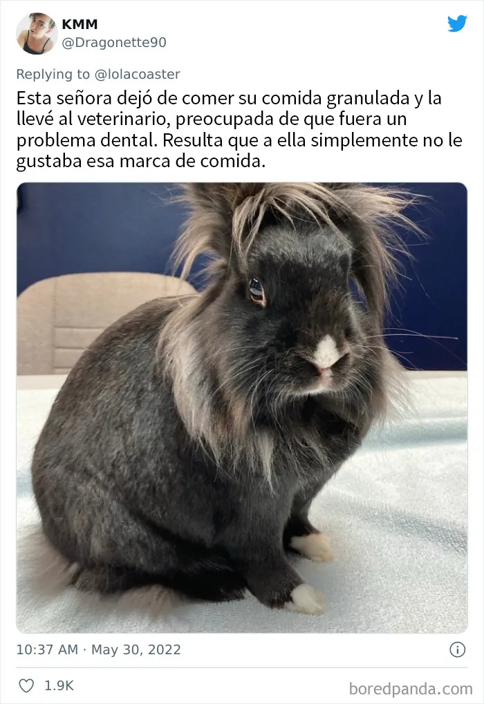 20 Dueños comparten la razón más ridícula por la que tuvieron que llevar a su mascota al veterinario