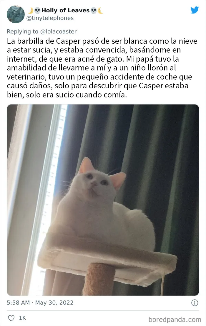 20 Dueños comparten la razón más ridícula por la que tuvieron que llevar a su mascota al veterinario