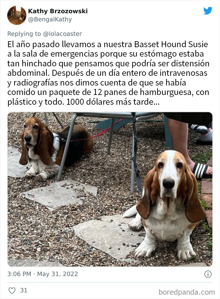 20 Dueños comparten la razón más ridícula por la que tuvieron que llevar a su mascota al veterinario