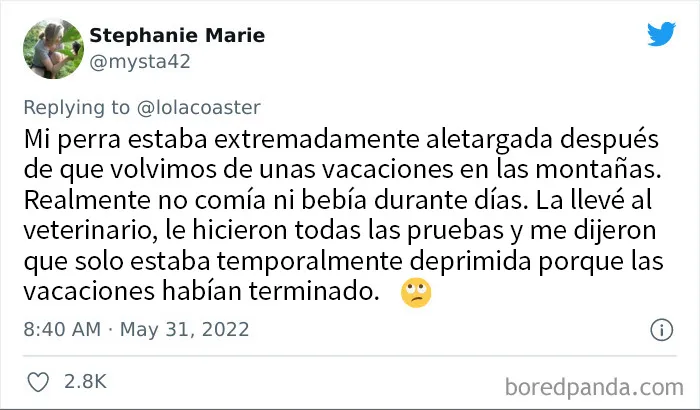 20 Dueños comparten la razón más ridícula por la que tuvieron que llevar a su mascota al veterinario