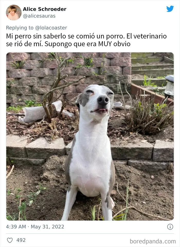 20 Dueños comparten la razón más ridícula por la que tuvieron que llevar a su mascota al veterinario