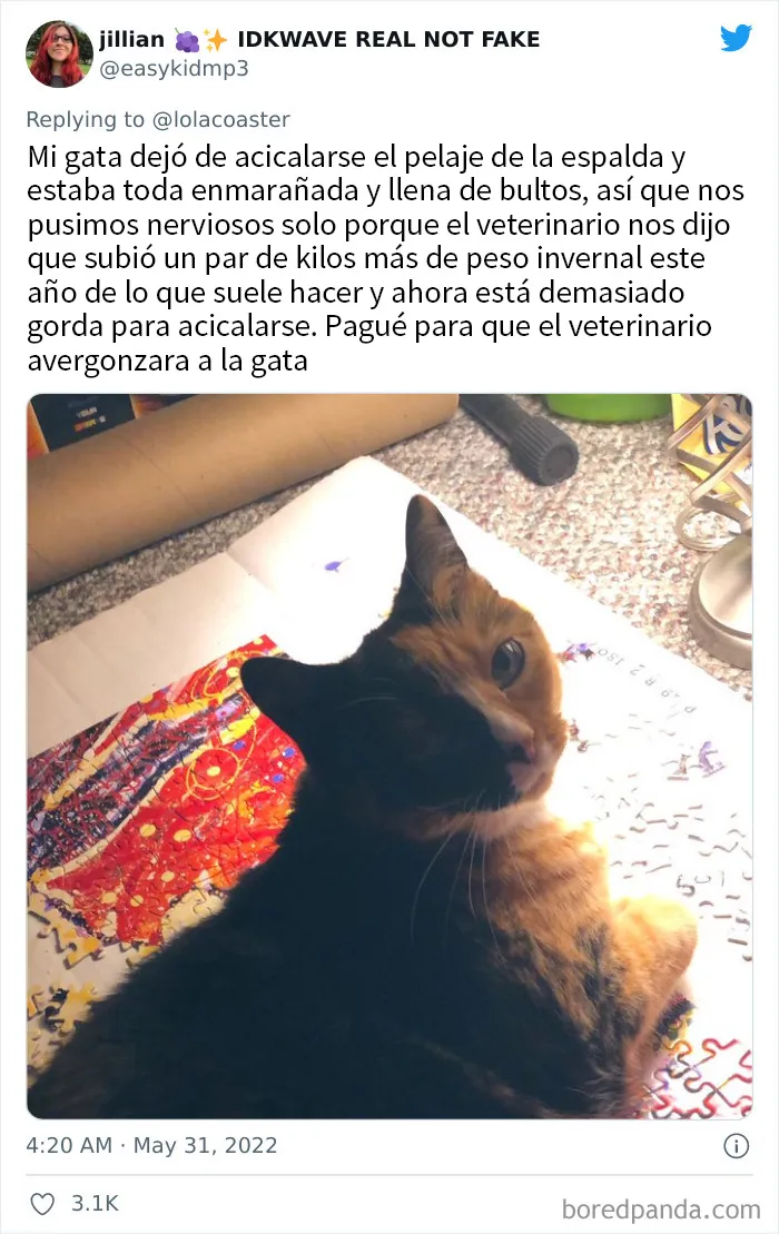 20 Dueños comparten la razón más ridícula por la que tuvieron que llevar a su mascota al veterinario