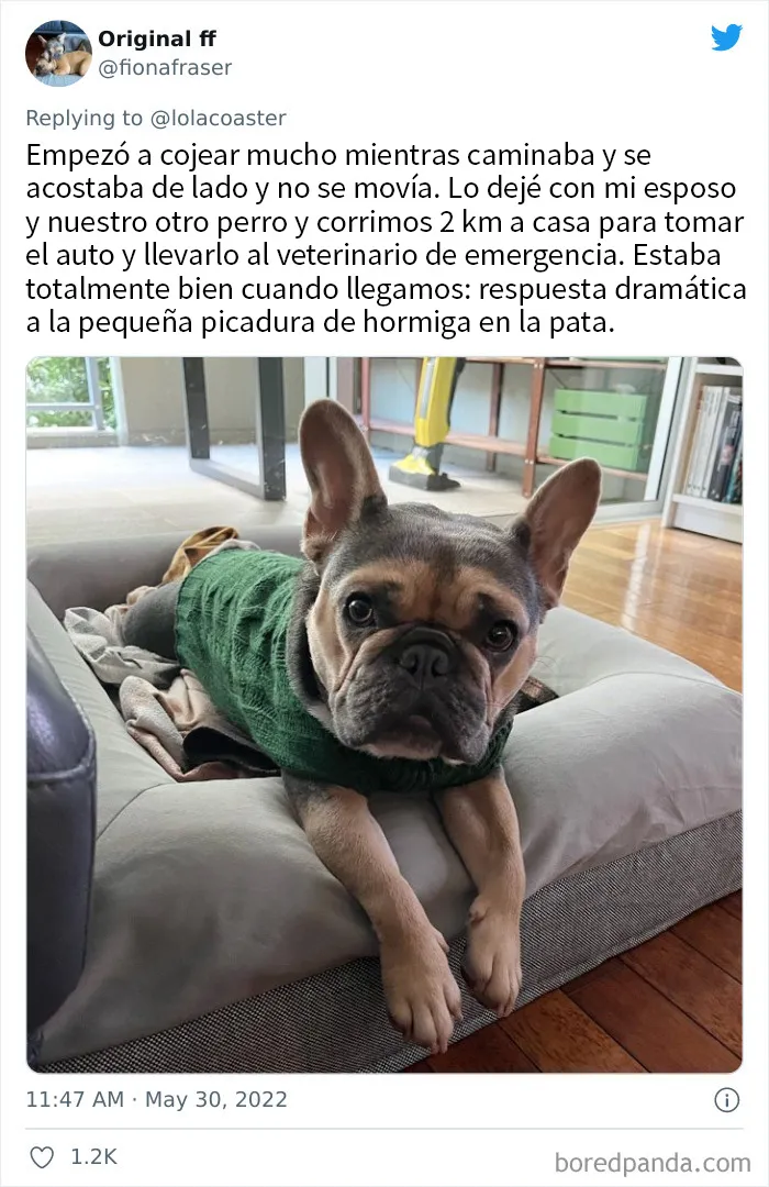 20 Dueños comparten la razón más ridícula por la que tuvieron que llevar a su mascota al veterinario