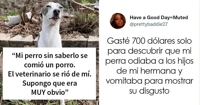 20 Dueños comparten la razón más ridícula por la que tuvieron que llevar a su mascota al veterinario