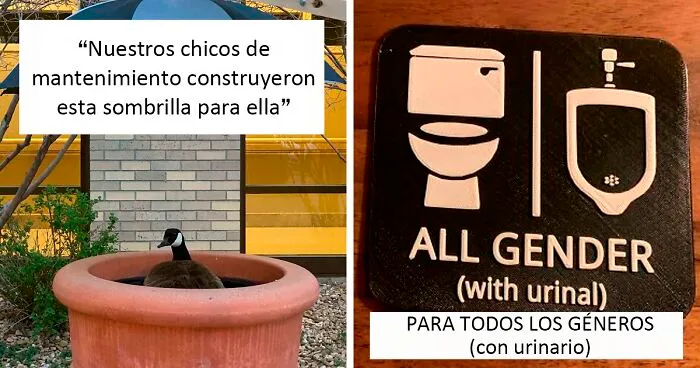 Si el mundo te parece un lugar terrible, aquí hay 40 cosas muy reconfortantes para alegrarte el día