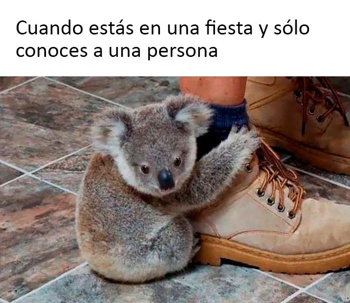 20 Memes dolorosamente divertidos sobre ser introvertidos, compartidos en este grupo online