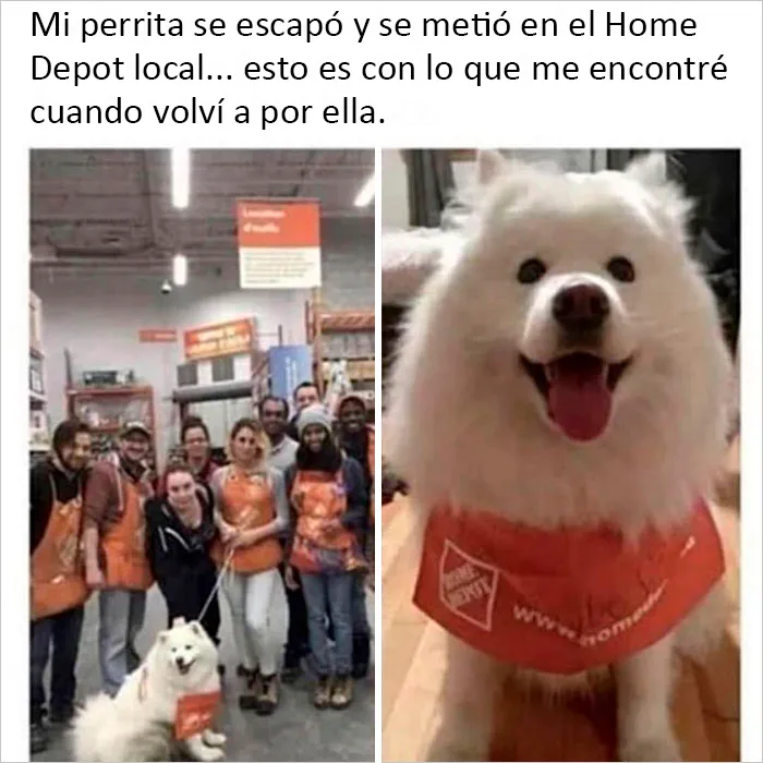 20 Publicaciones reconfortantes para sentirse bien, compartidas en el instagram "Delightful news"