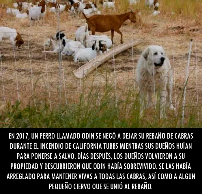Con cuidado, es un Héroe