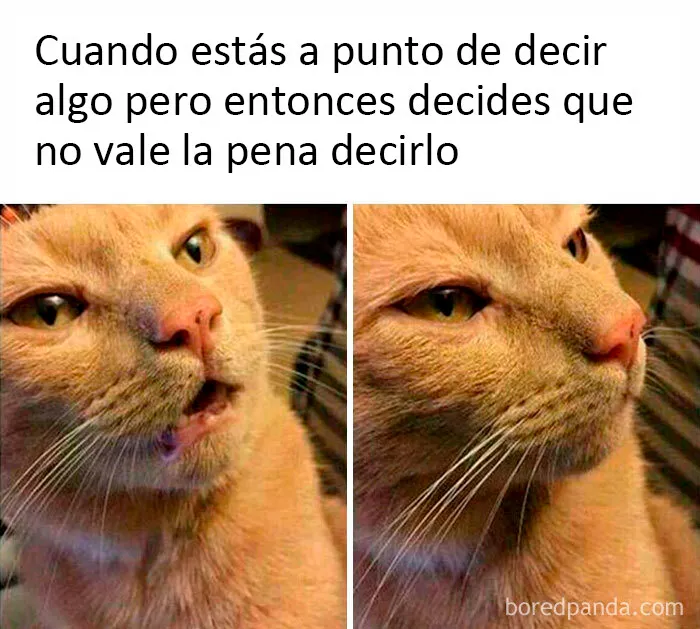 20 Memes dolorosamente divertidos sobre ser introvertidos, compartidos en este grupo online