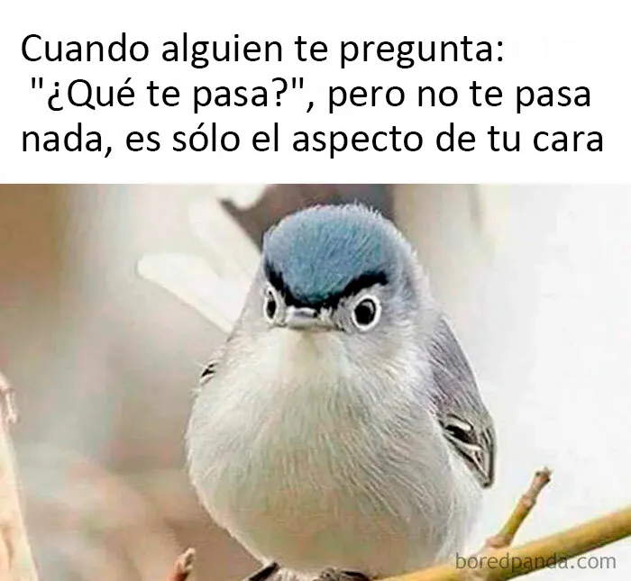 20 Memes dolorosamente divertidos sobre ser introvertidos, compartidos en este grupo online