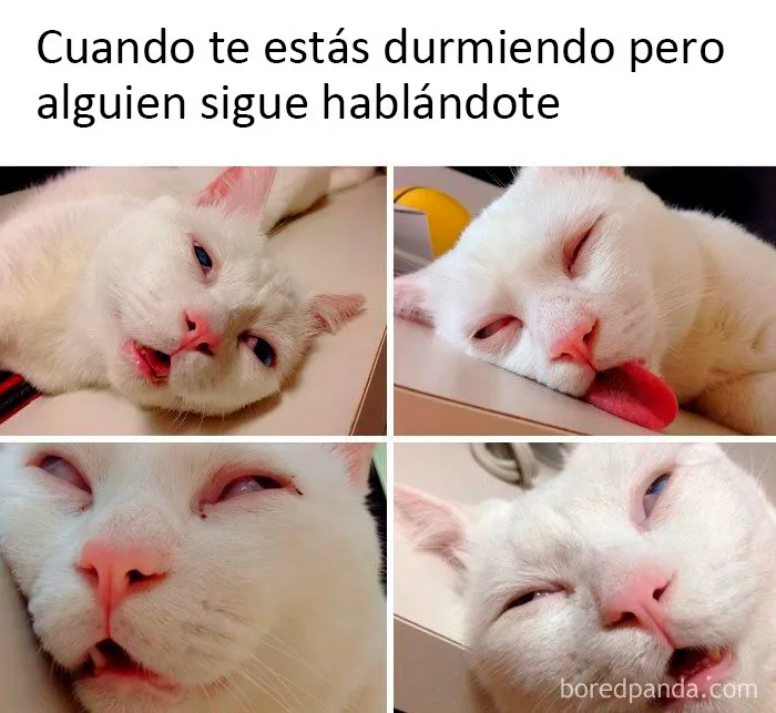 20 Memes dolorosamente divertidos sobre ser introvertidos, compartidos en este grupo online