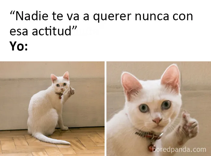 20 Memes dolorosamente divertidos sobre ser introvertidos, compartidos en este grupo online