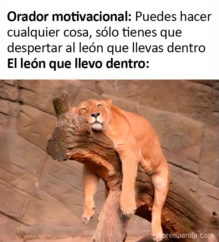 20 Memes dolorosamente divertidos sobre ser introvertidos, compartidos en este grupo online
