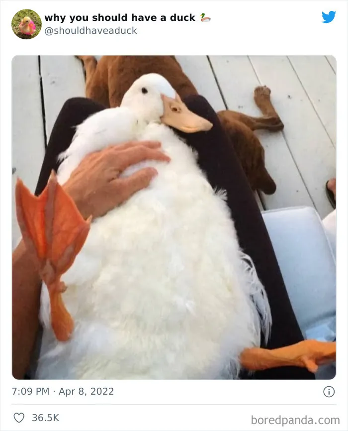 25 Publicaciones geniales de la página "Por qué deberías tener un pato"