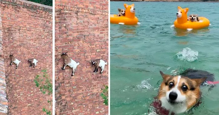 30 Animales graciosos que te alegrarán el día (nuevas fotos)