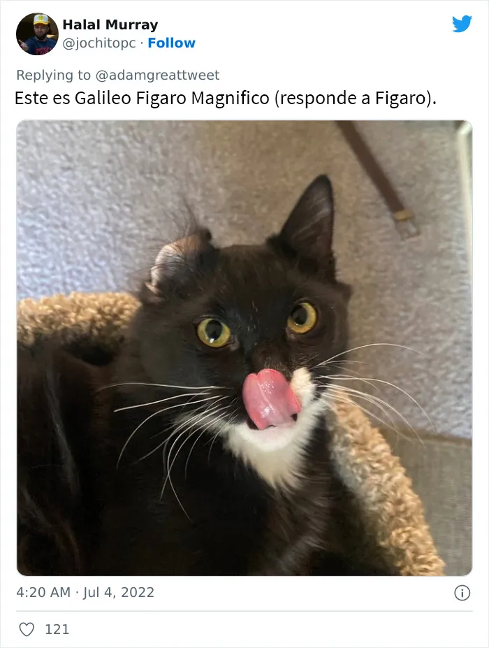 20 Nombres de mascotas muy disparatados, compartidos por los dueños en este hilo viral de Twitter