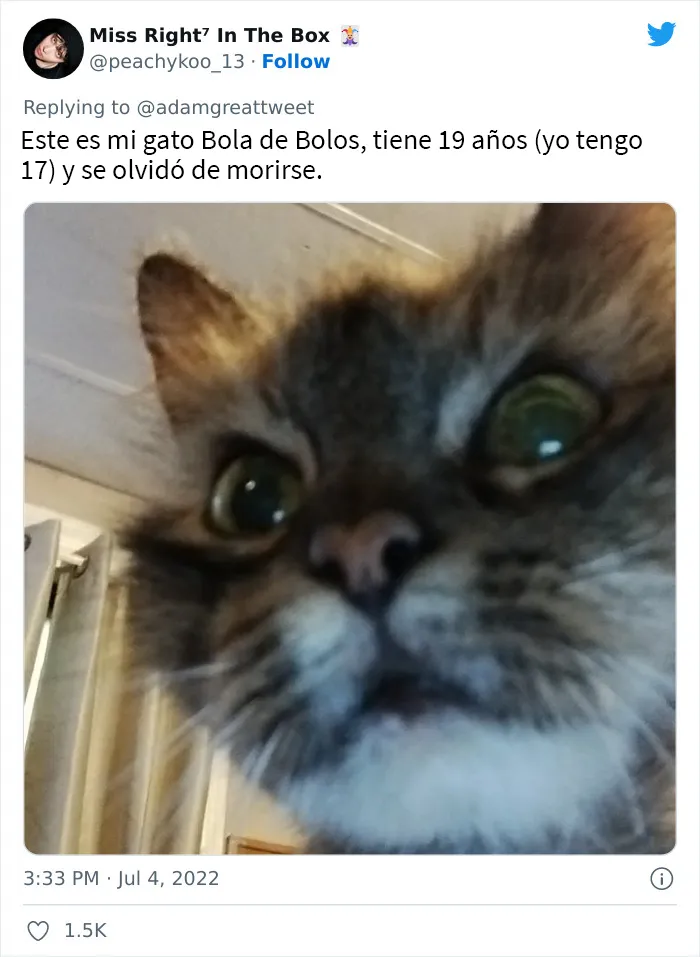 20 Nombres de mascotas muy disparatados, compartidos por los dueños en este hilo viral de Twitter