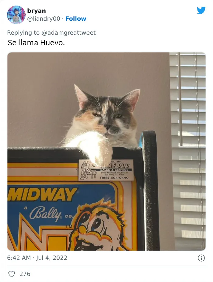 20 Nombres de mascotas muy disparatados, compartidos por los dueños en este hilo viral de Twitter