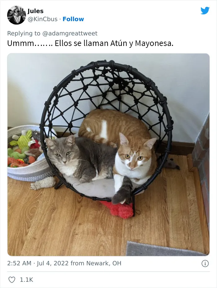 20 Nombres de mascotas muy disparatados, compartidos por los dueños en este hilo viral de Twitter
