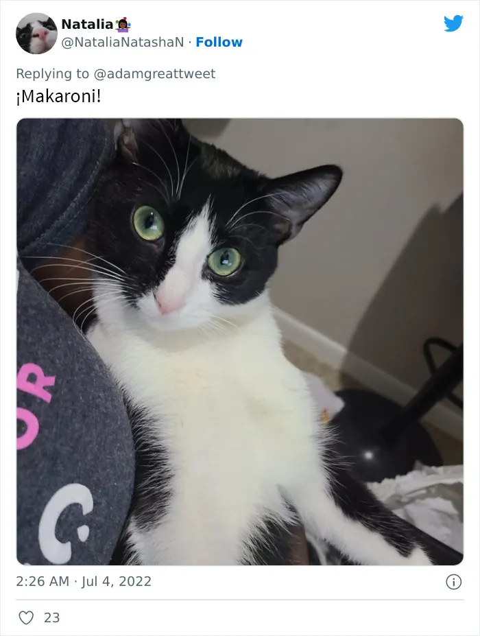 20 Nombres de mascotas muy disparatados, compartidos por los dueños en este hilo viral de Twitter