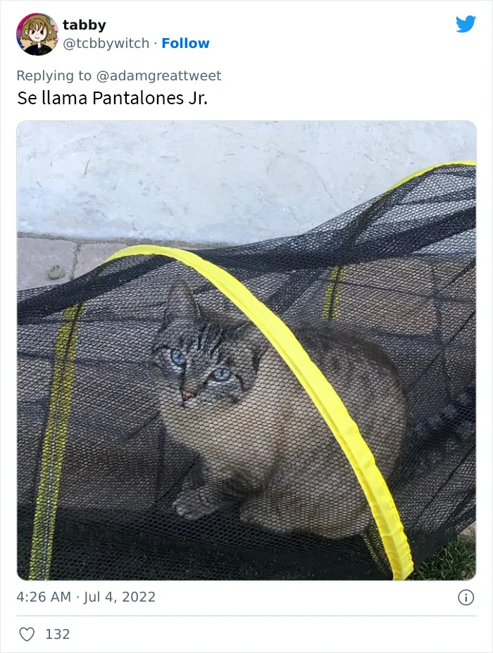 20 Nombres de mascotas muy disparatados, compartidos por los dueños en este hilo viral de Twitter