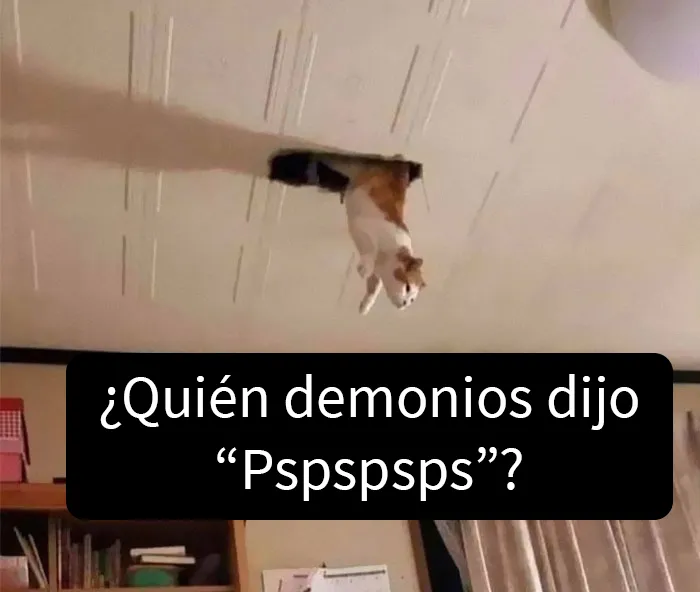 50 De las mejores imágenes de “Gatos con aura amenazante”