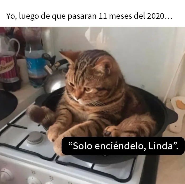 50 De las mejores imágenes de “Gatos con aura amenazante”