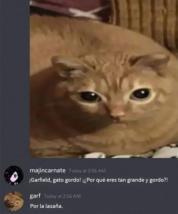 50 De las mejores imágenes de “Gatos con aura amenazante”