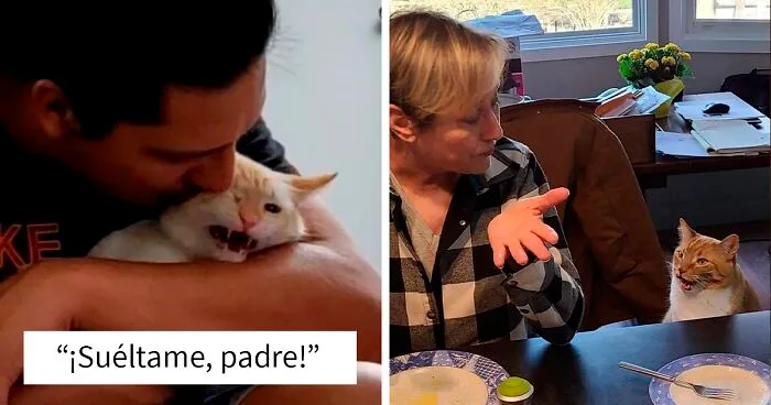 En este grupo con más de 590 mil miembros se comparten fotos de gatos maullando poderosamente (40 nuevas fotos)