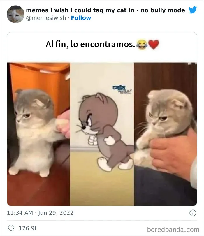 20 “Memes en los que me gustaría poder etiquetar a mi gato” compartidos en esta cuenta de Twitter (imágenes nuevas)