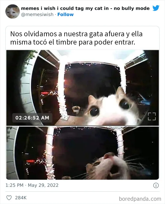 20 “Memes en los que me gustaría poder etiquetar a mi gato” compartidos en esta cuenta de Twitter (imágenes nuevas)