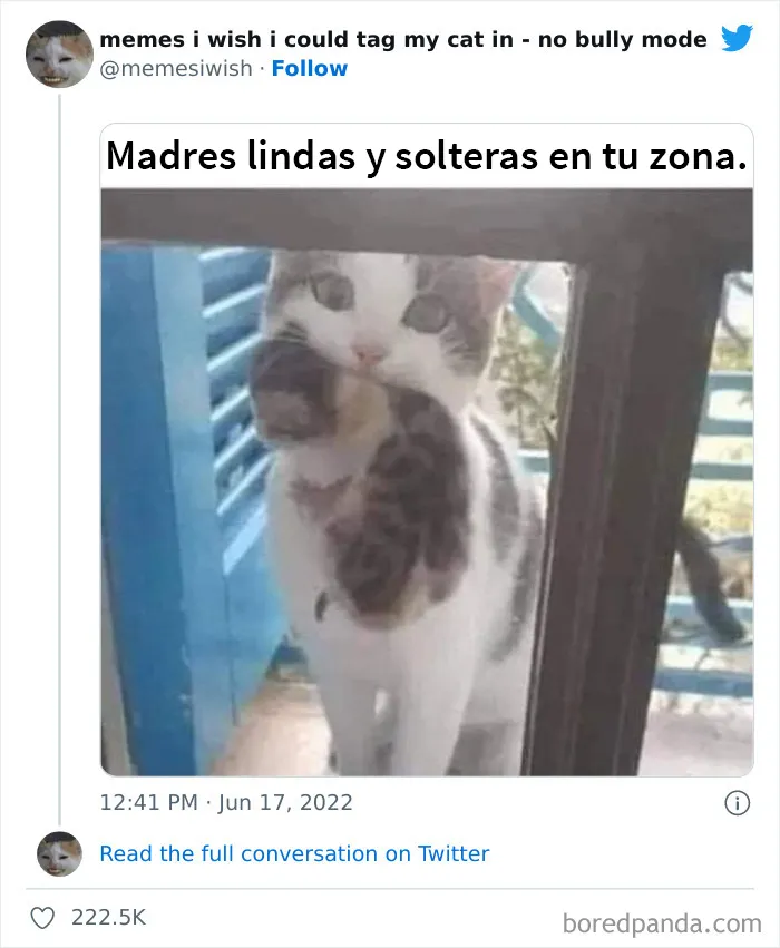 20 “Memes en los que me gustaría poder etiquetar a mi gato” compartidos en esta cuenta de Twitter (imágenes nuevas)