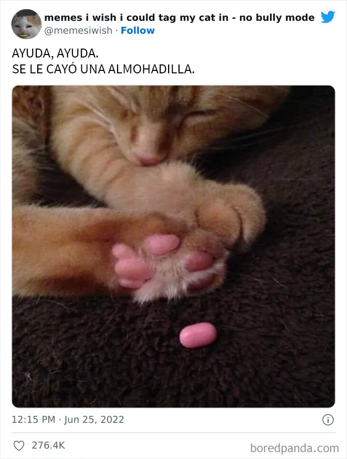 20 “Memes en los que me gustaría poder etiquetar a mi gato” compartidos en esta cuenta de Twitter (imágenes nuevas)