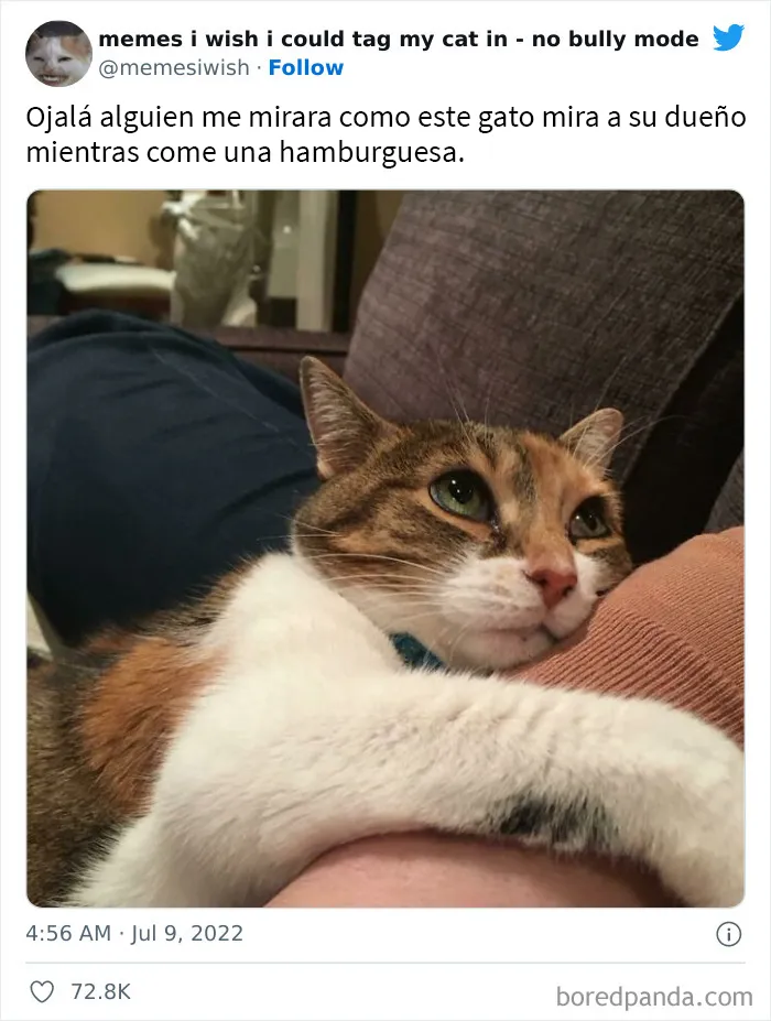 20 “Memes en los que me gustaría poder etiquetar a mi gato” compartidos en esta cuenta de Twitter (imágenes nuevas)
